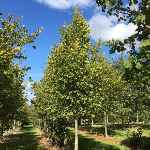 Småbladet lind - Tilia cordata 125-150 cm