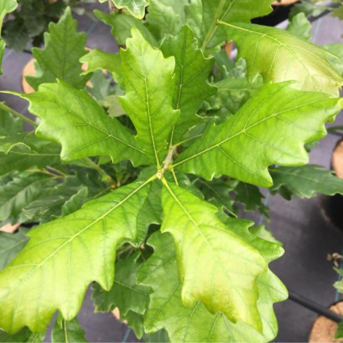 Søjle-Eg - Quercus x warei ´Regal Prince´ (´Long´) 125-150 cm