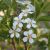 Kuglekirsebær - Prunus x eminens 'Umbraculifera'