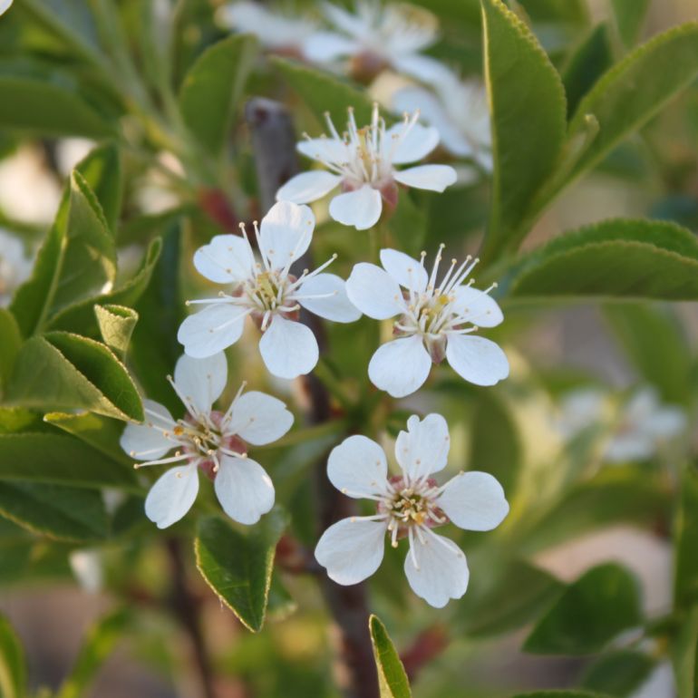 Kuglekirsebær - Prunus x eminens ´Umbraculifera´ 220 cm stamme 8-10