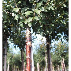 Kuglekirsebær - Prunus x eminens 'Umbraculifera' - Prunus serrula stamme