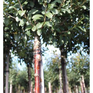 Kuglekirsebær - Prunus x eminens 'Umbraculifera' - Prunus serrula stamme