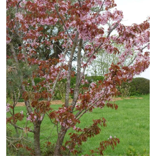 Sakhalin-Kirsebær - Prunus sargentii 175-200 cm