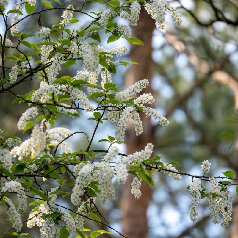Almindelig Hæg - Prunus padus 125-150 cm
