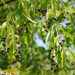 Almindelig Hæg - Prunus padus bær