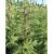 Hybridlærk - Larix eurolepis