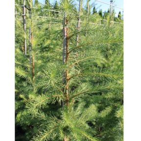 Hybridlærk - Larix eurolepis