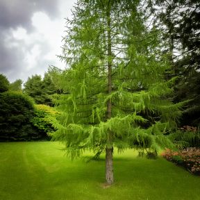 Japansk Lærk - Larix kaempferi
