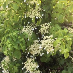 Klatrehortensia - Hydrangea petiolaris