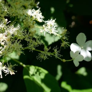 Klatrehortensia - Hydrangea petiolaris