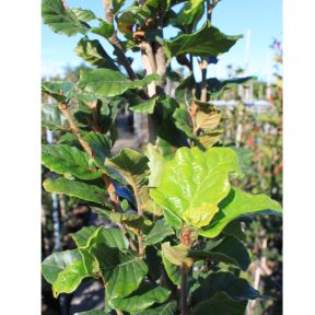 Bøg - Fagus sylvatica 'Dawyck'