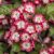 Enkeltblomstret Rødtjørn - Crataegus laevigata 'Crimson Cloud' 'Punicea'