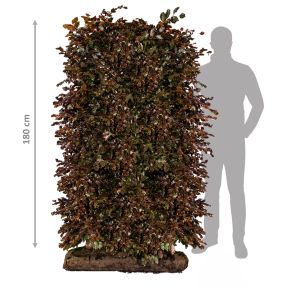 Færdighæk Rødbøg 180 cm