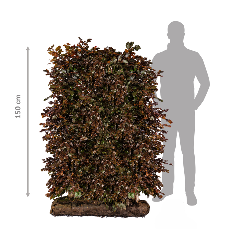 Færdighæk Rødbøg 150 cm