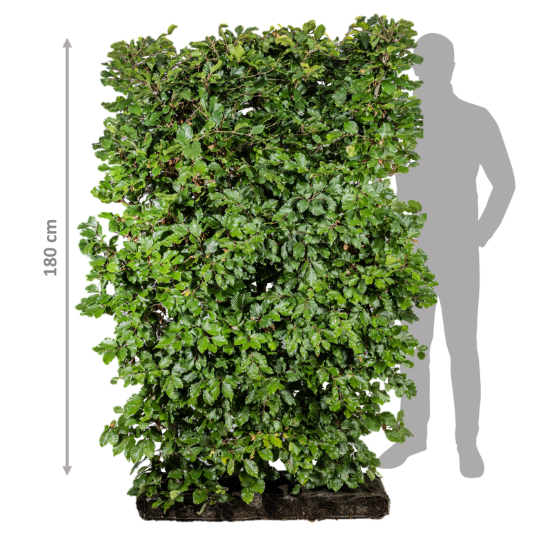 Færdighæk bøg 180 cm