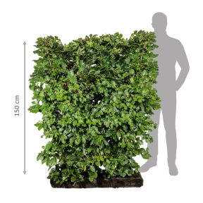 Færdighæk bøg 150 cm