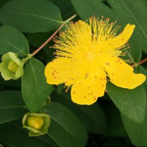 Hypericum calycinum - Perikum i blomst