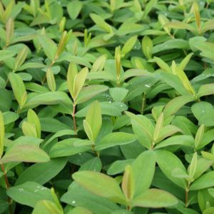 Perikum - Hypericum calycinum