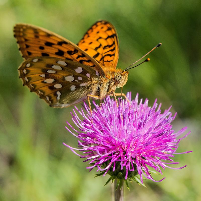 Sommerfugle-Drøm - Blomsterfrø 30m2