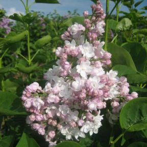 Ægte Syren - Syringa vulgaris 'Beauty of Moscow' - Storblomstret Syren