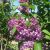 Ægte Syren - Syringa vulgaris 'Charles Joly'