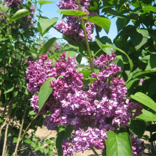 Ægte Syren - Syringa vulgaris ´Charles Joly´ 60-80 cm