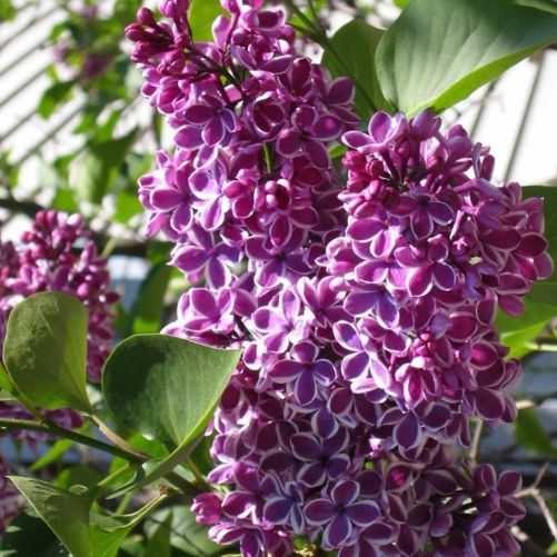Ægte Syren - Syringa vulgaris 'Sensation'