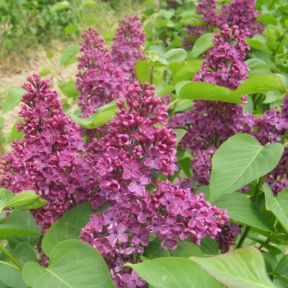 Ægte Syren - Syringa vulgaris 'Andenken an Ludwig Späth' - Storblomstret Syren