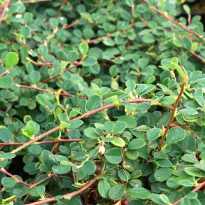 Cotoneaster Dammeri 'Queen Of Carpet'