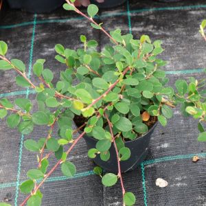 Cotoneaster Dammeri 'Queen Of Carpet' i 10 cm. potte
