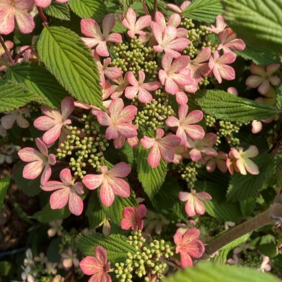 Japansk Snebolle - Viburnum plicatum ´Molly Schröder´ 40-60 cm