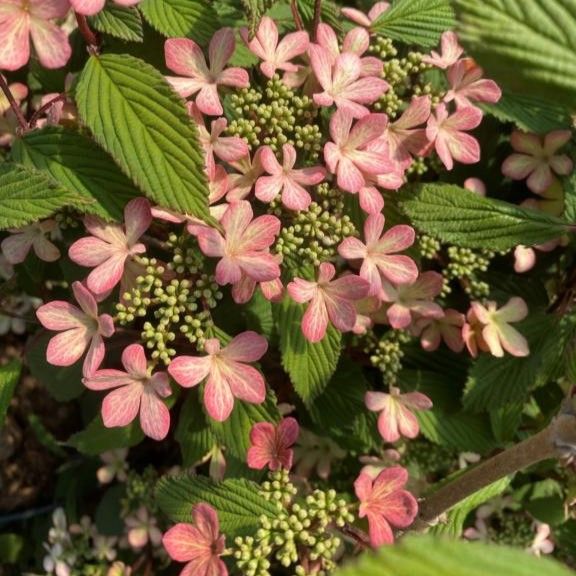 Japansk Snebolle - Viburnum plicatum ´Molly Schröder´ 40-60 cm