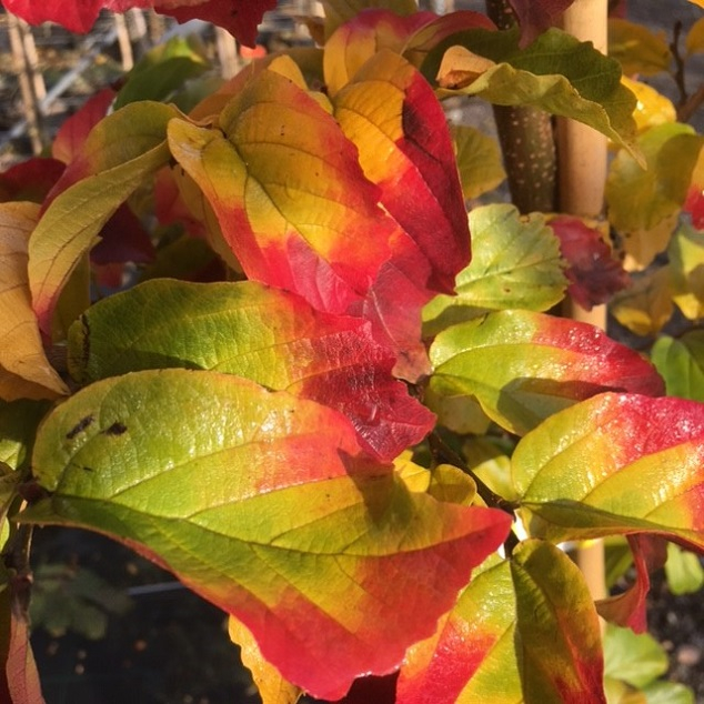 Papegøjebusk - Parrotia persica ´Vanessa´ 175-200 cm i 10 l potte