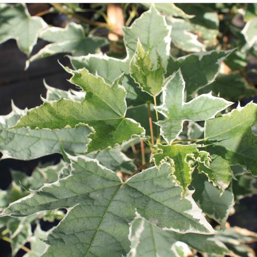 Brogbladet Spidsløn - Acer plat. 'Drummondii'