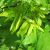 Ahorn kugleformet - Acer platanoides 'Globosum'