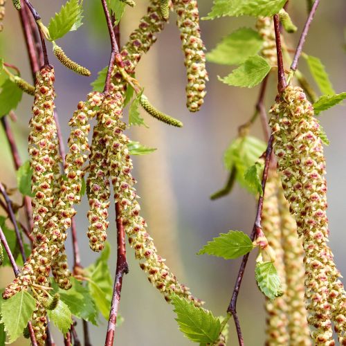 Hængebirk - Betula pendula 'Tristis'