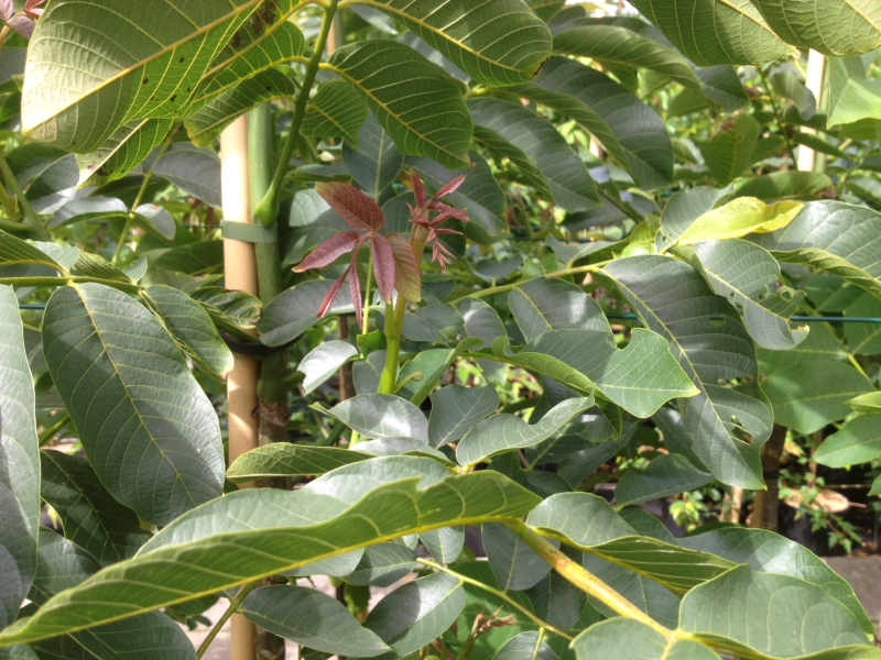 Valnød - Juglans regia Chandler 47l potte 10-12 cm