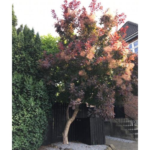 Parykbusk - Cotinus coggygria ´Royal Purple´ 120 cm stamme