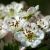 Blommebladet Tjørn - Crataegus prunifolia 'Splendens' i blomst