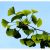 Tempeltræ - Ginkgo biloba