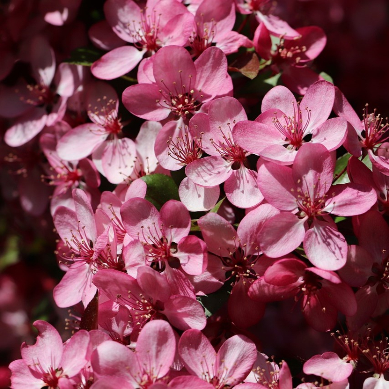 Paradisæble Freja - Rødbladet Paradisæble 180 cm stamme