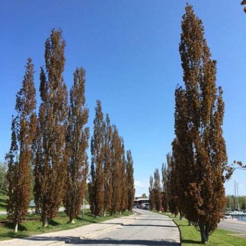 Bævreasp - Populus tremula 'Erecta'