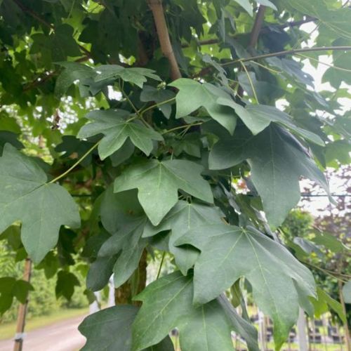 Navr - Acer campestre 150-175 cm