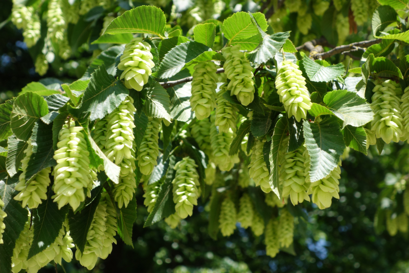 Humlebøg - Ostrya carpinifolia 200-250 cm 10 l potte