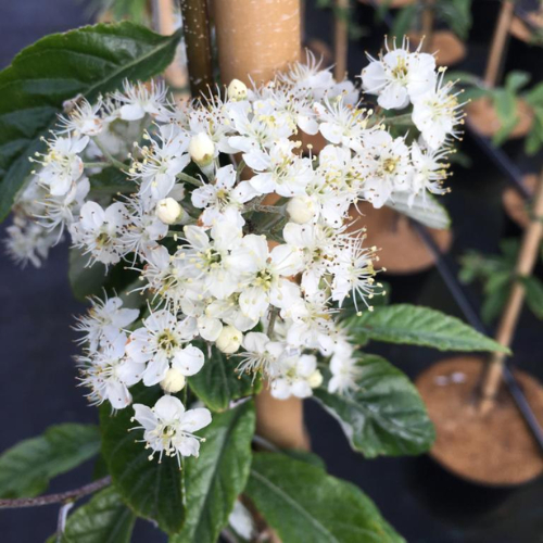 Røn - Sorbus folgneri ´Emiel´ 150-175 cm