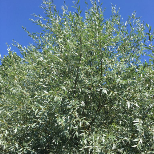 Sølvpil - Salix alba ´Sericea´ 150-175 cm 10 l. potte