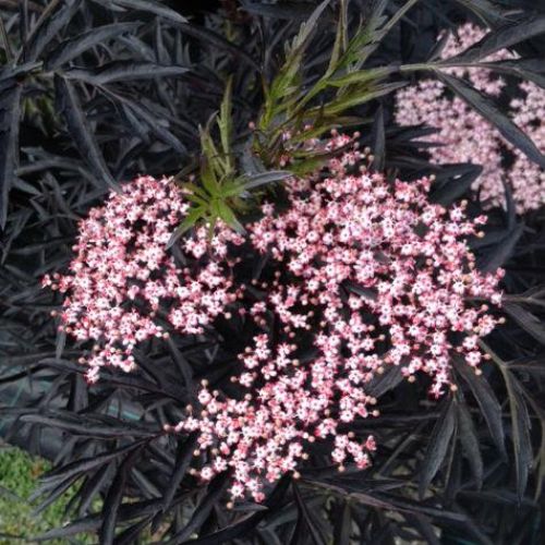Rødbladet Hyld - Sambucus nigra ´Black Lace´ 60-80 cm