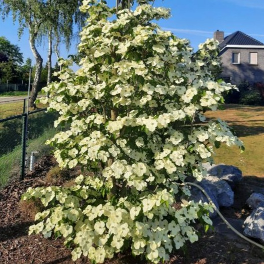 Koreakornel - Cornus kousa Starlight 125-150 cm