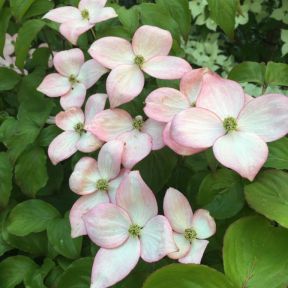 Cornus kousa Satomi