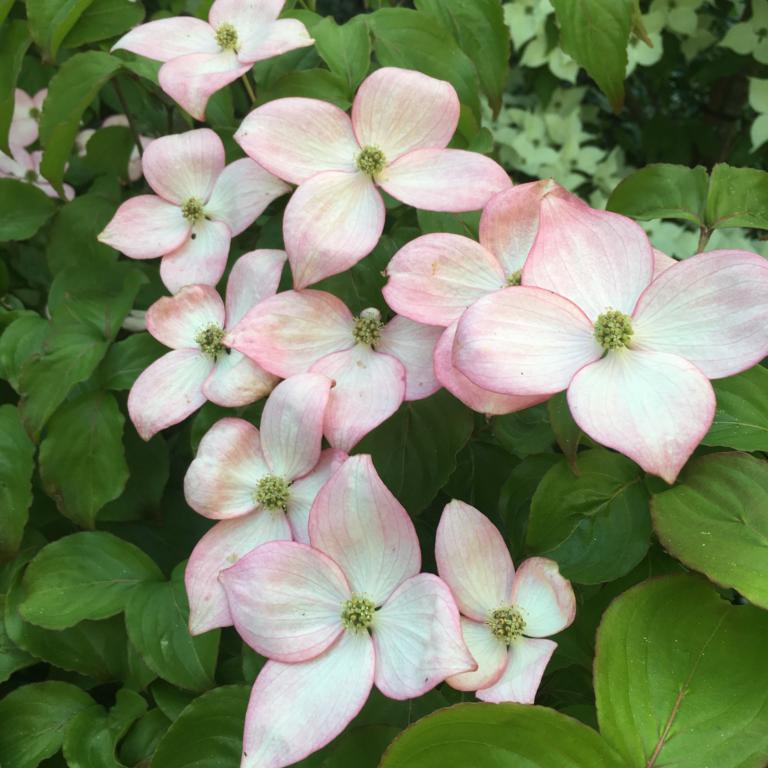 Koreakornel - Cornus kousa Satomi